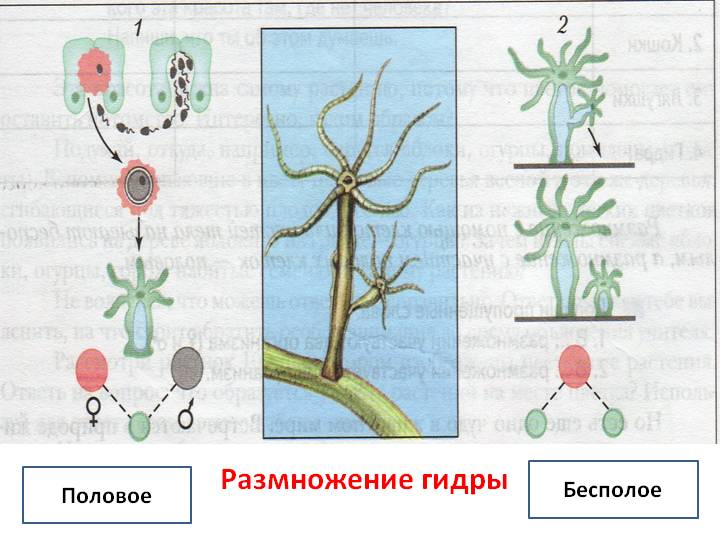 Кракен маркетплейс нарко